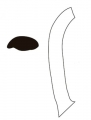 AMPLIAR