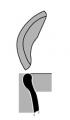 AMPLIAR